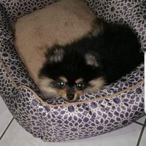 Meet your Posher, Lisa